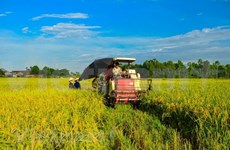 Delta de Mekong inicia cosecha de verano- otoño de arroz