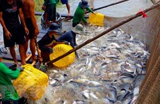 Provincia vietnamita amplía área de cultivo de peces Tra