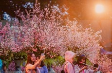 Festivales de flores de cerezo marcan aniversario de relación Japón- Vietnam
