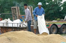 Se prevé fuerte reducción de exportaciones de arroz tailandés en 2018