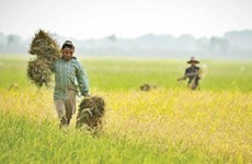 FIDA ayuda a Myanmar a mejorar ingresos de los agricultores