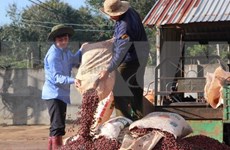 Exportaciones de café de Vietnam alcanzan mil millones de dólares en primer trimestre 
