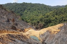 Vietnam: cobertura forestal alcanza más de 41 por ciento