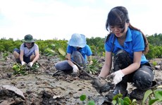 Vietnam impulsa el desarrollo de cooperativas de silvicultura