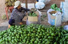Localidades altiplánicas de Vietnam impulsan la siembra de frutas  