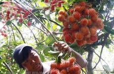Vietnam exportará rambután a Nueva Zelanda