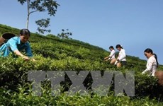 Inaugurada en Vietnam fábrica de té orgánico con tecnologías avanzadas de Japón 