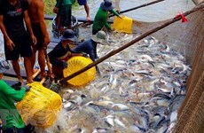 Empresas vietnamitas enfrentan dificultades al exportar productos acuáticos a la UE 