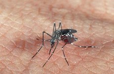  Vietnam se encamina a la erradicación del dengue