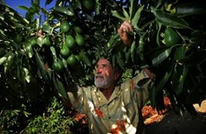Vietnam busca aumentar con México el intercambio de productos agroalimentarios