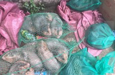 Detectan tráfico ilegal de animales salvajes en provincia vietnamita de Binh Duong