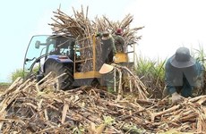 Vietnam mantendrá área de caña de azúcar en 300 mil hectáreas para 2030