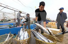 Crece producción pesquera de Vietnam en primer cuatrimestre