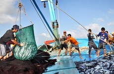 Barcos pesqueros de Vietnam laboran apegados a la ley desde principios de año 