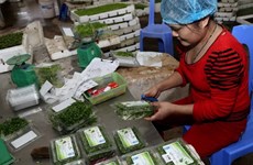 Exportaciones de frutas y vegetales de Vietnam ante grandes oportunidades y desafíos