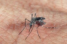 Ciudad Ho Chi Minh llama a participación masiva en lucha contra dengue