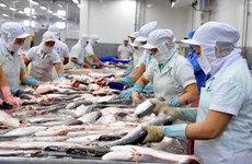 Evalúan de alcanzable meta de Vietnam de exportaciones del pescado Tra