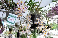 Hanoi amplía cultivos de flores y plantas ornamentales 