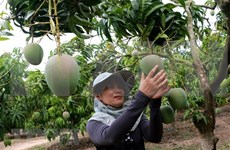 Exportan primer lote de mangos tricolores vietnamitas a Australia