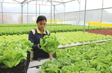 Vietnam aplica nuevas tecnologías en el desarrollo de cadenas de valor de productos agrícolas