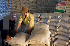 Vietnam gana contrato de exportación de arroz a Corea del Sur
