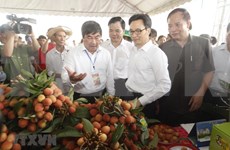 Inauguran primer festival de lichi en provincia norvietnamita de Hai Duong