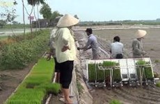 Impulsan mecanización en la producción de arroz en Hanoi