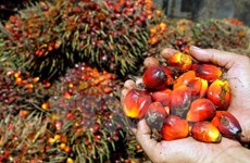 Unión Europea suspende prohibición de importación de aceite de palma crudo de Indonesia