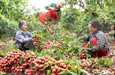 Sector agrícola de Vietnam alcanzará en primer semestre mayor crecimiento en 10 años