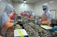 Vietnam avanza en el propósito de consolidar su posición en la producción de camarones 