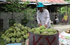 Vietnam se proponer mayor exportación de frutas  a China