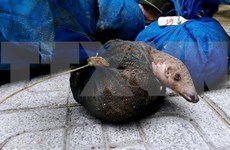 Vietnam perfecciona  capacidad judicial sobre comercio ilegal de animales salvajes 