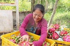 Taiwán (China) apoyará a Vietnam en agricultura de alta tecnología 