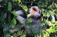 Provincia vietnamita realiza proyecto para proteger  primates raros