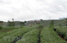 En alza exportación vietnamita de té a mercados extranjeros