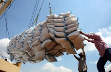 Vietnam exporta casi cuatro millones de toneladas de arroz en siete meses 