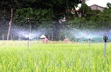 Provincia vietnamita de Ninh Thuan obtiene beneficio del cultivo de espárrago 