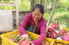 China sigue siendo mayor mercado receptor de verduras y frutas de Vietnam