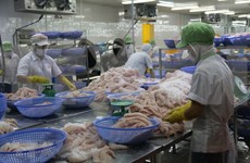 Exportación de pescado Tra vietnamita supera los mil millones de dólares en siste meses 