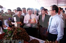 Provincia norvietnamita debe mejorar planificación del cultivo de longán, sostiene Vicepremier