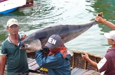 Exportaciones de atún de Vietnam se dirigen hacia la meta de 500 millones de dólares este año