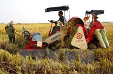 Provincia de Tay Ninh urgida a convertirse en centro de procesamiento de productos agrícolas de Vietnam