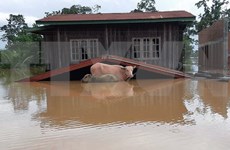 Lluvias e inundaciones causan graves consecuencias en Laos