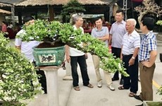 Abren en la provincia vietnamita Quang Ninh primer mercado de plantas ornamentales