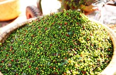 De enero a agosto exportaciones de pimienta vietnamita generan más de 576 millones de dólares