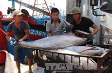 Provincia vietnamita de Thua Thien-Hue dedica 1,5 millones de dólares a favor de pescadores