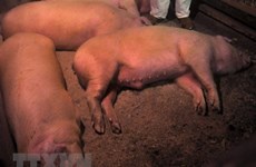 FAO se reúne de urgencia en Bangkok para combatir peste porcina 