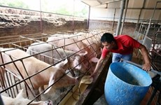 Provincia fronteriza vietnamita adopta medidas contra contagio de peste porcina
