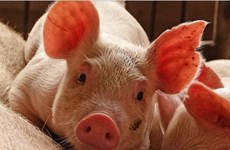 Vietnam está libre de peste porcina africana, confirma su Ministerio de Agricultura y Desarrollo Rural
