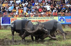 Celebran Festival de lucha de búfalos Do Son en ciudad vietnamita 
